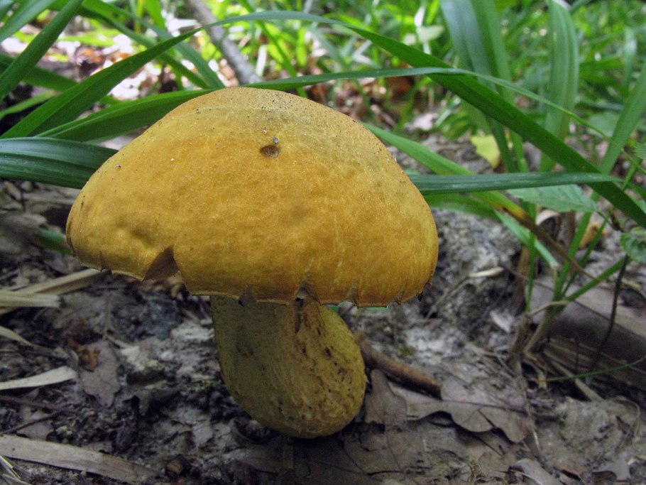 Полубелый гриб лимонник