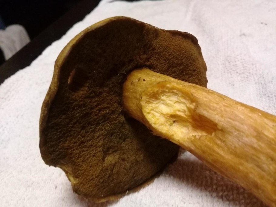 Поплавок желтеющий Amanita flavescens