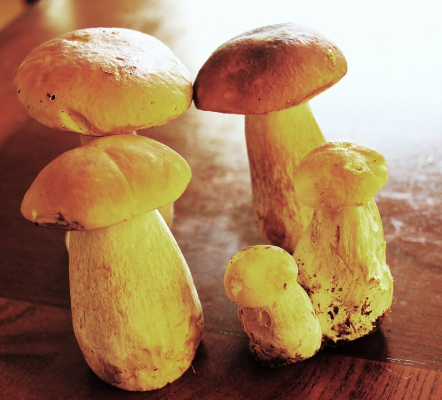 Боровик полубелый