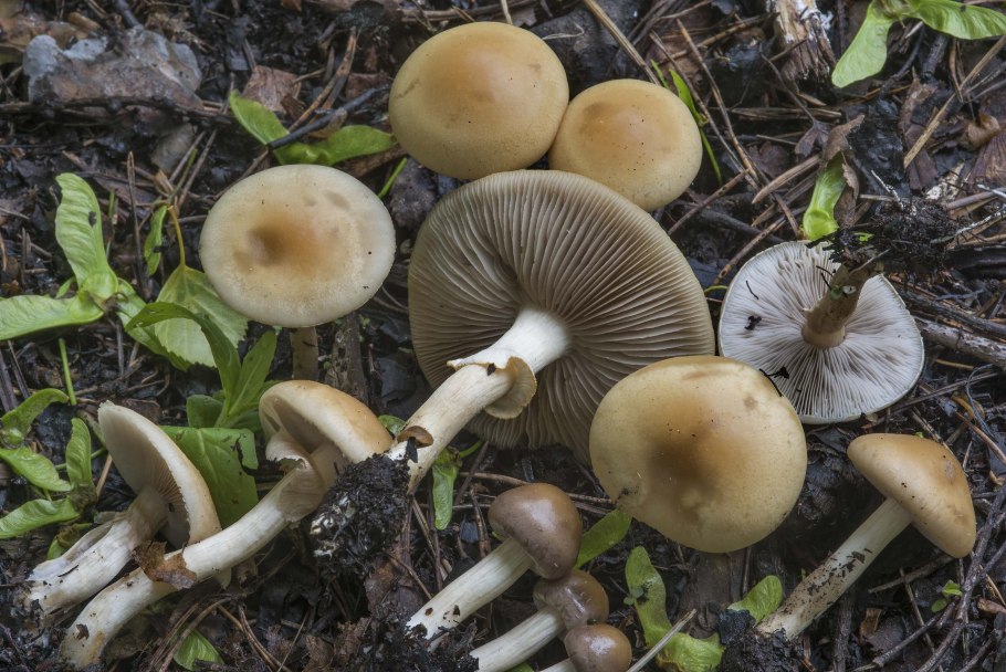 Агроцибе ранняя Agrocybe praecox