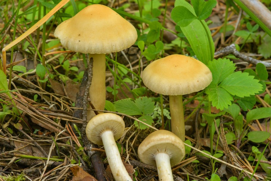 Agrocybe praecox