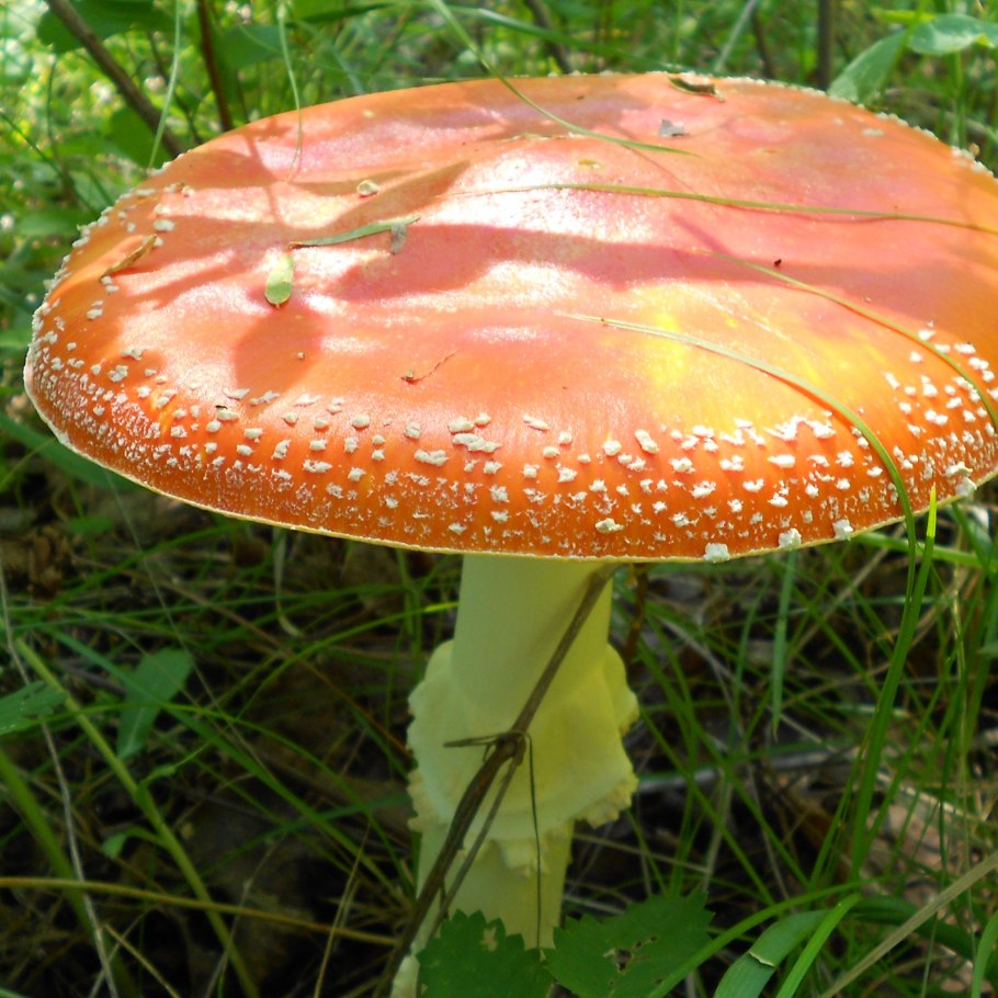 Мухомор коричневый