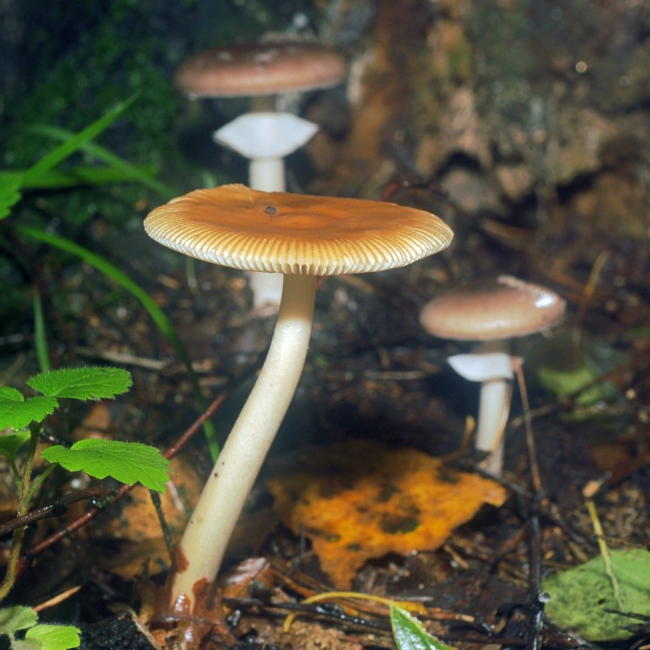 Поплавок желто-коричневый гриб