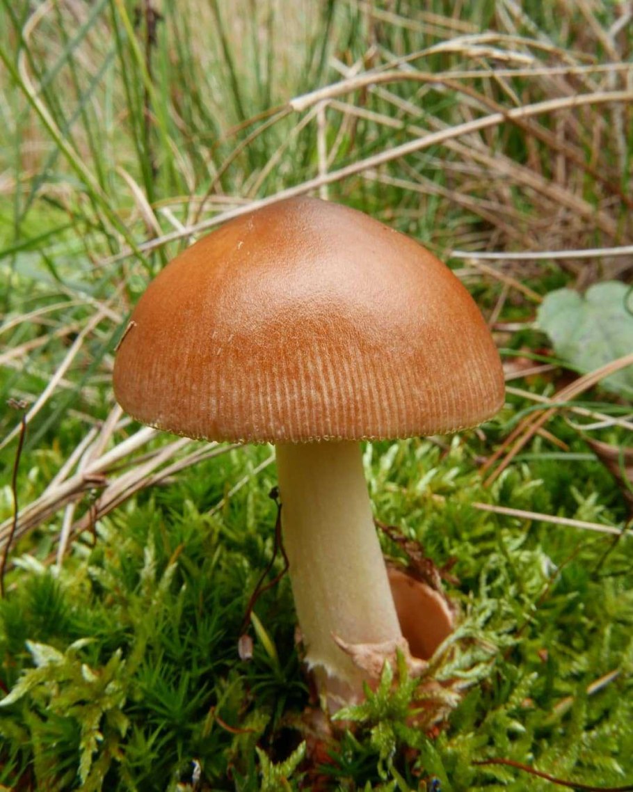 Поплавок шафранный