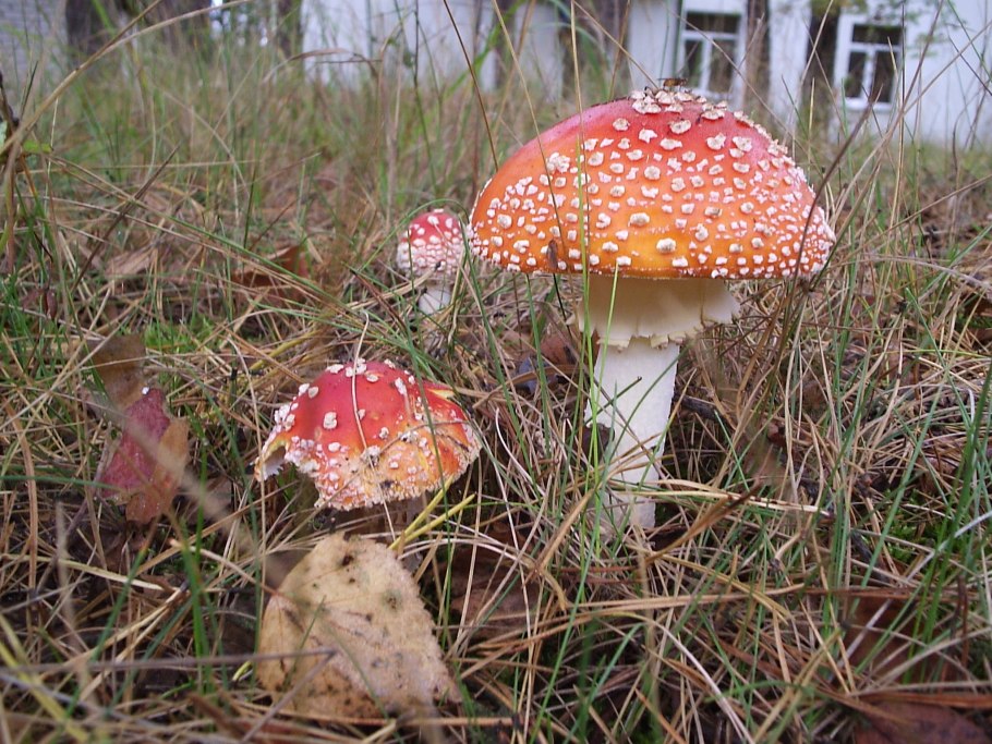 Мраморный мухомор