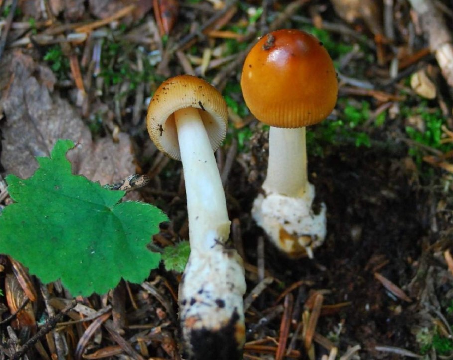 Поплавок жёлто-коричневый (Amanita fulva)