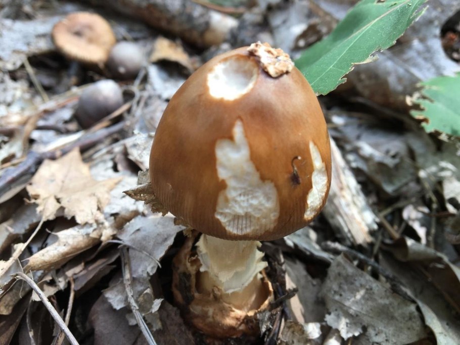 Поплавок жёлто коричневый amanita fulva