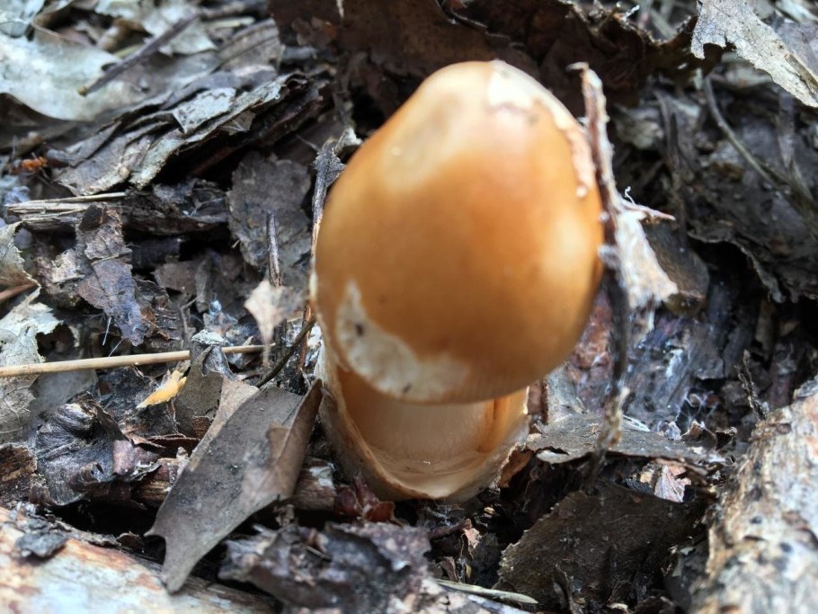 Красный мухомор сыроежка