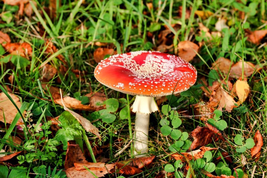 Agaricus muscarius — красный мухомор