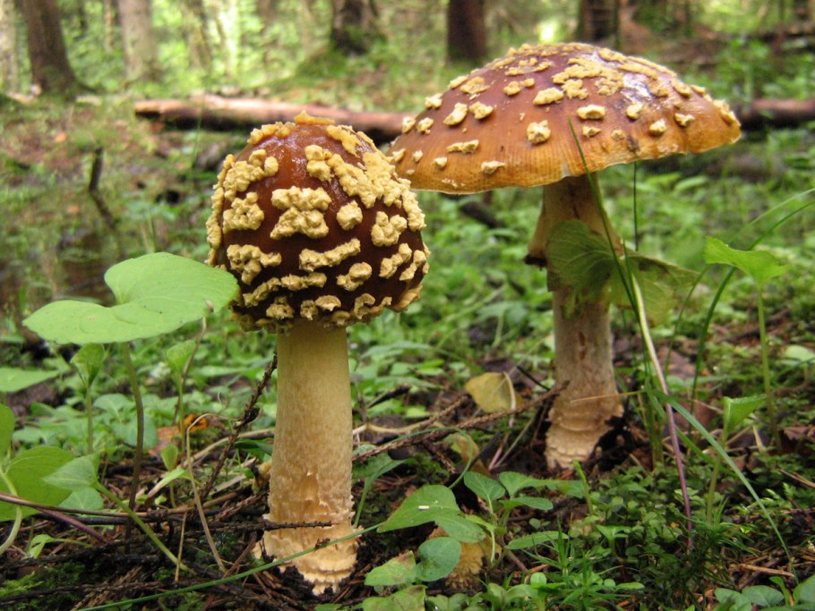 Королевский мухомор и пантерный