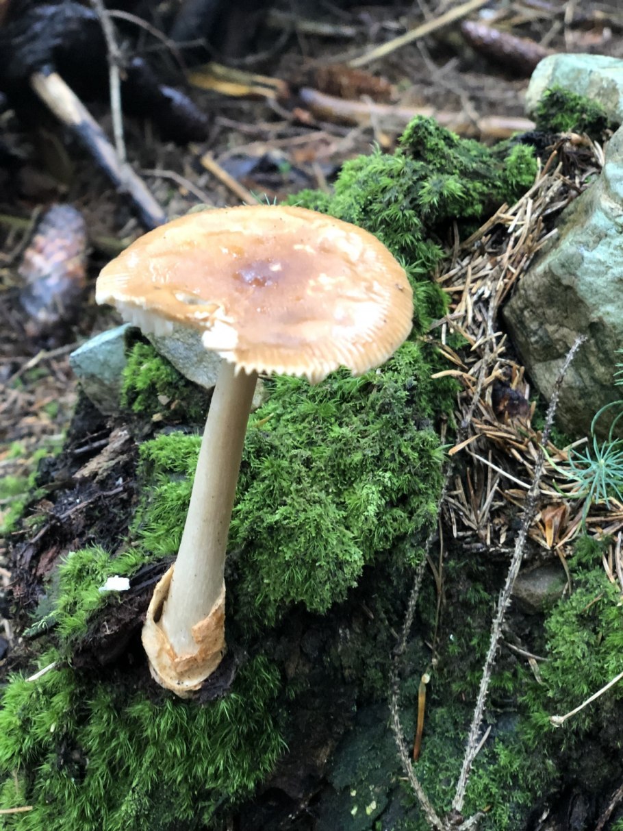Поплавок жёлто-коричневый (Amanita fulva)