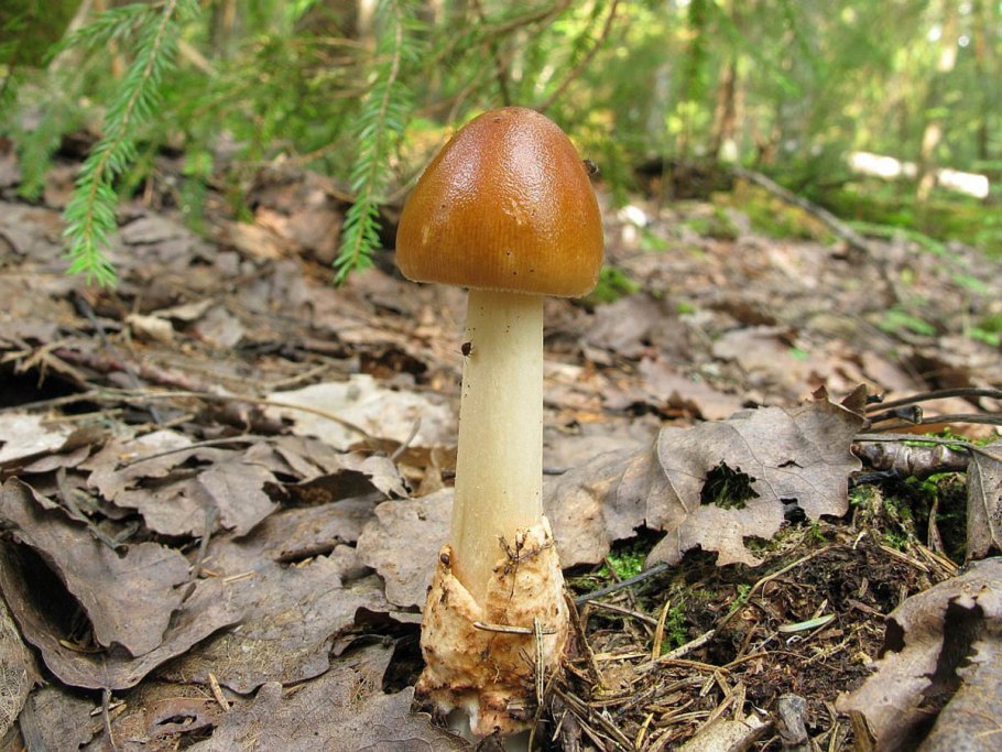 Аманитовые грибы