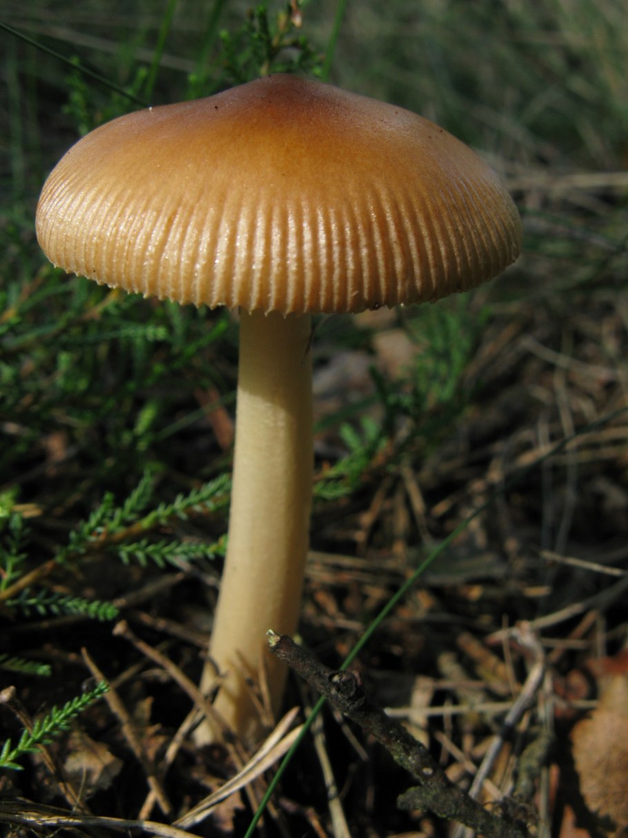 Поганка гриб съедобный