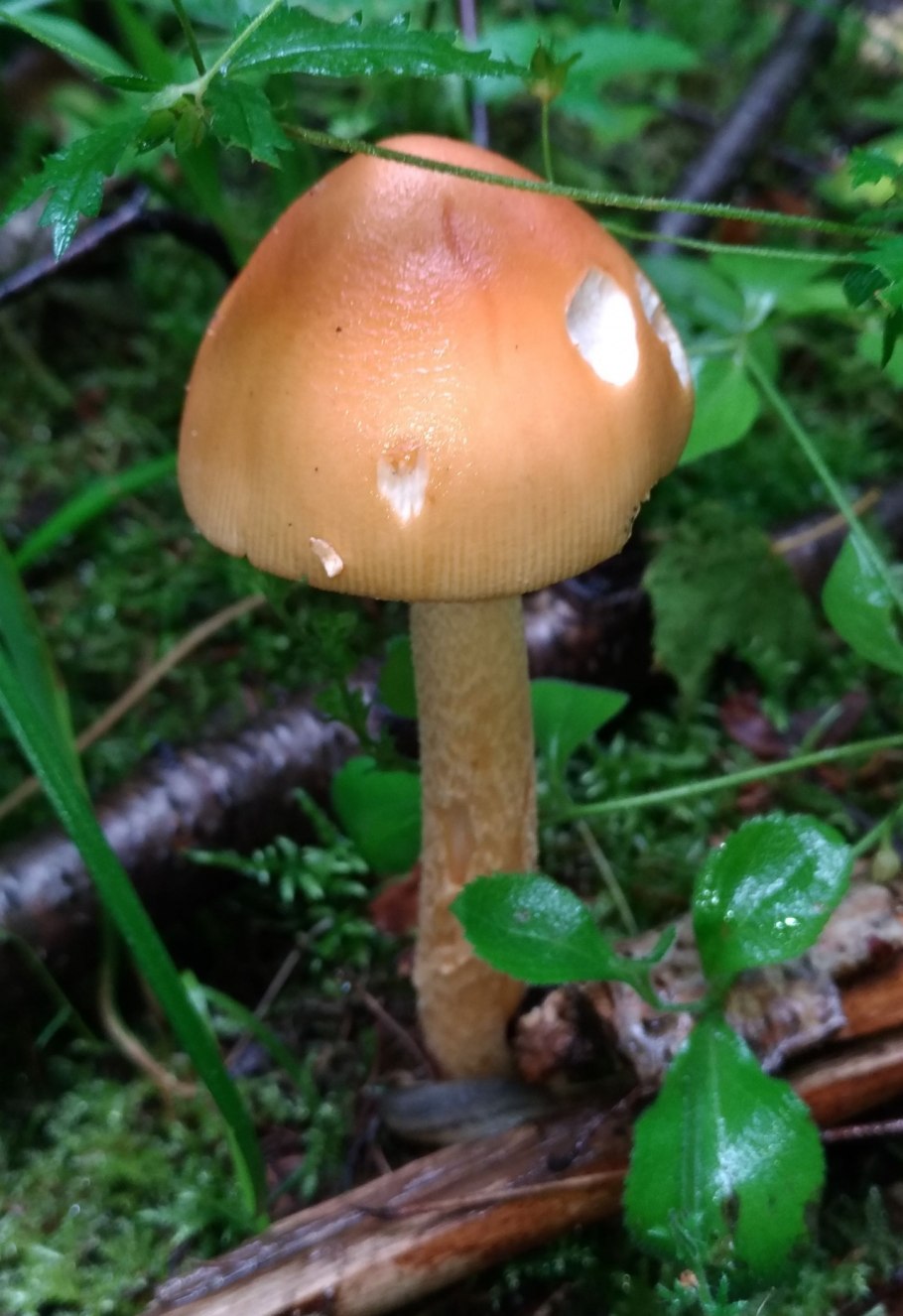 Поганки оранжевого цвета