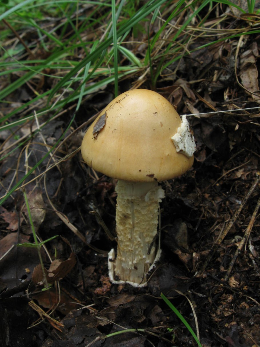 Самый ядовитый гриб 1000000000 лет назад