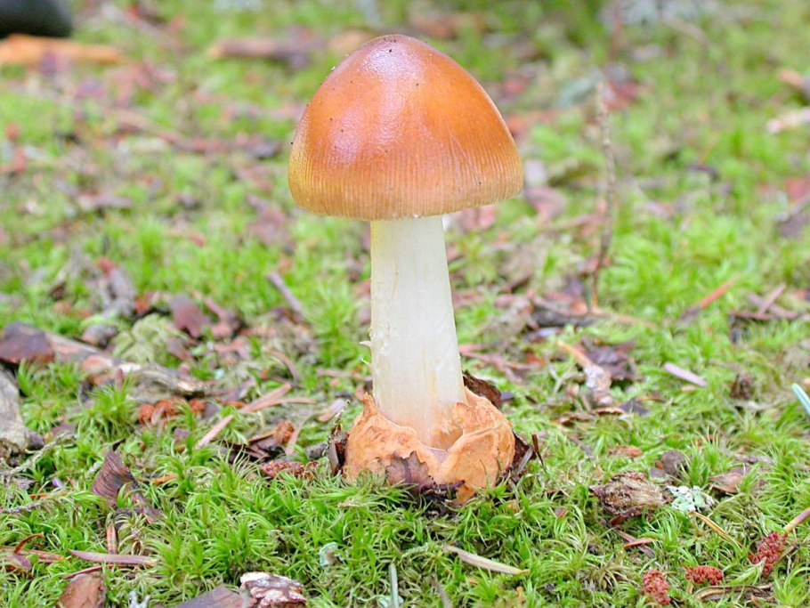 Поплавок шафрановый гриб