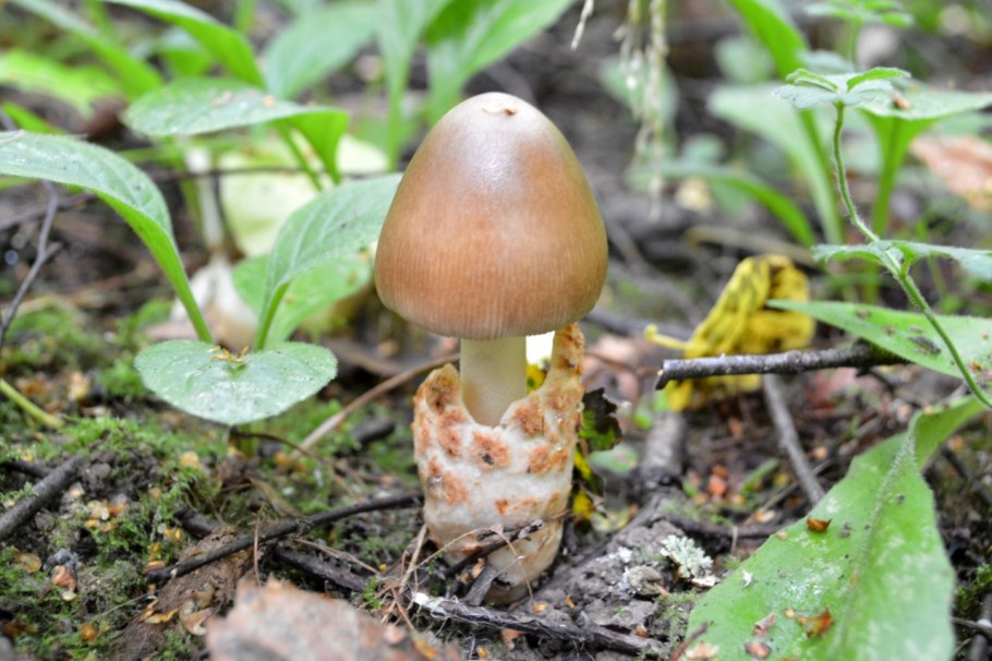 Гриб Пискун