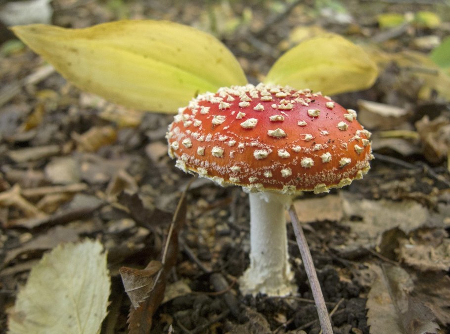 Желто коричневый гриб