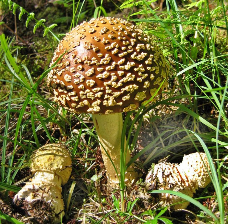 Гриб мухомор пантерный