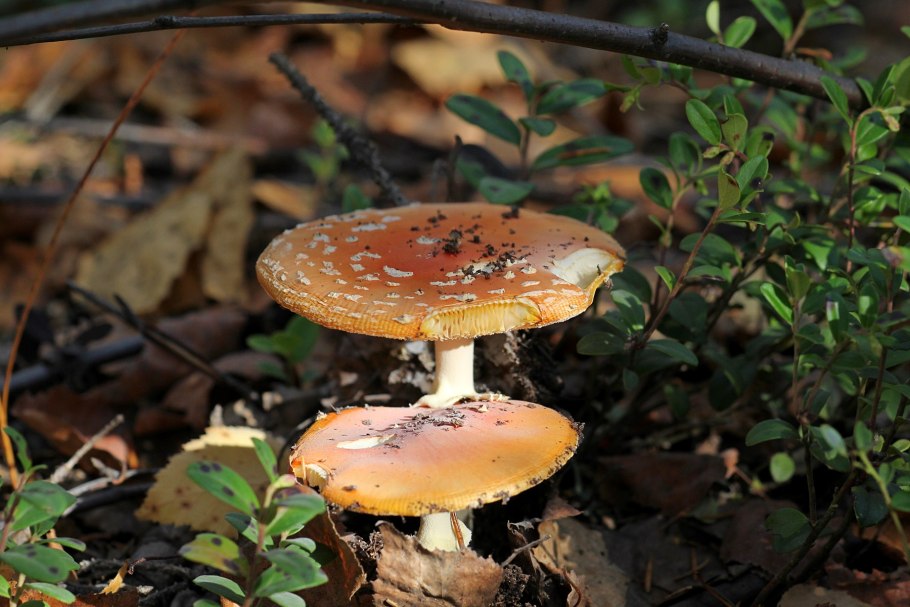 PSITOWN мухомор