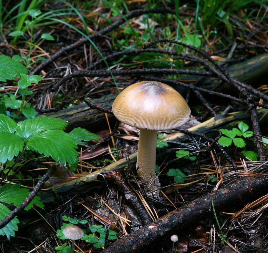 Текстура мухомора