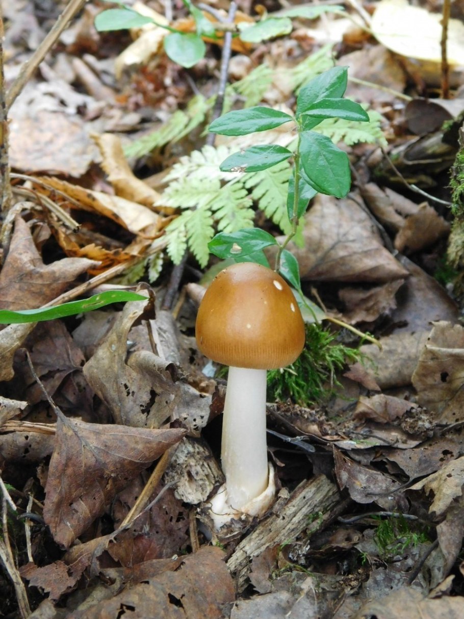 Желтый склизкий гриб