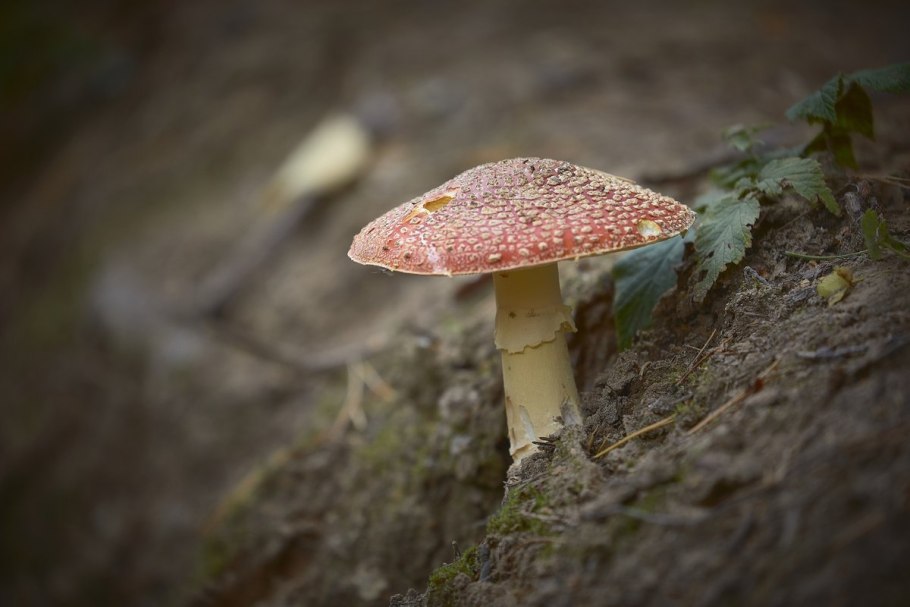 Поплавок желто-коричневый гриб