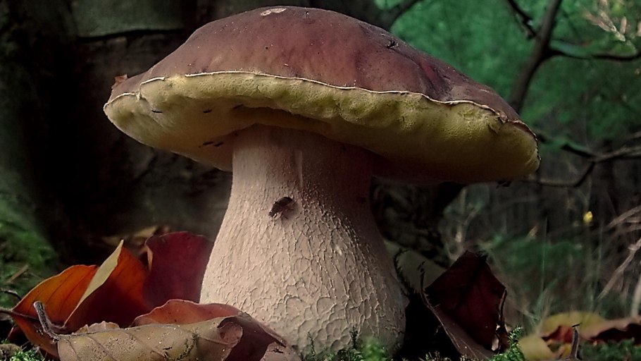 Caloboletus calopus