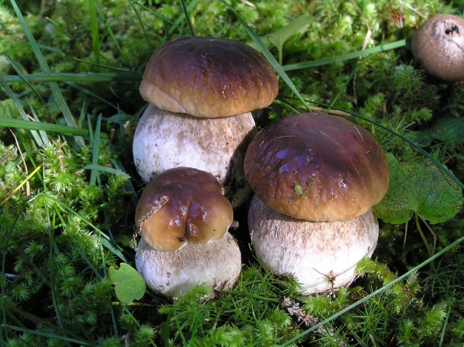 Boletus edulis перевод