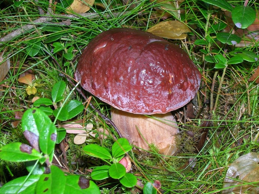Боровик прекрасный Boletus pulcherrimus