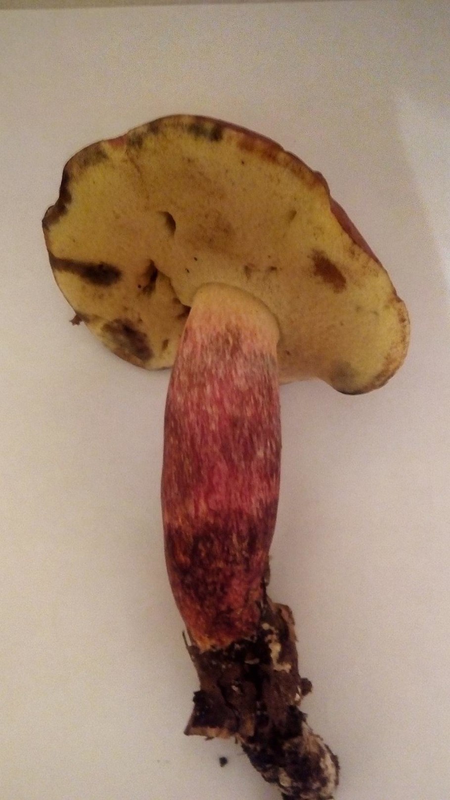 Дубовик крапчатый Boletus erythropus