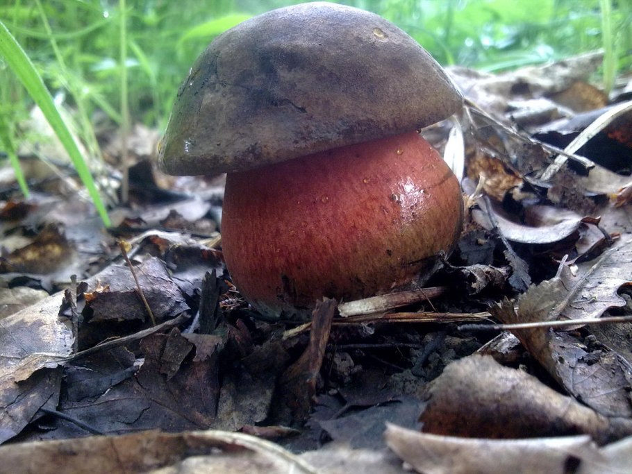 Боровик девичий (Boletus appendiculatus)