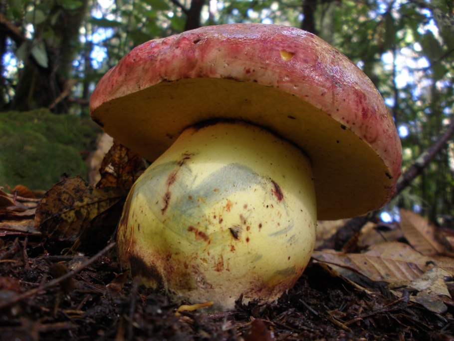 Boletus Regius