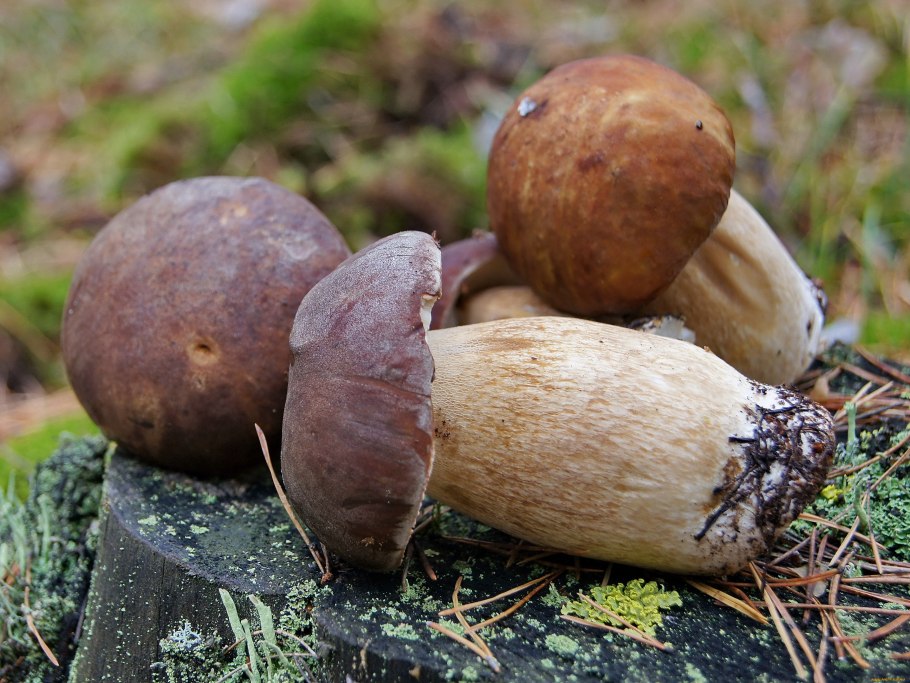 Белый гриб с корнем