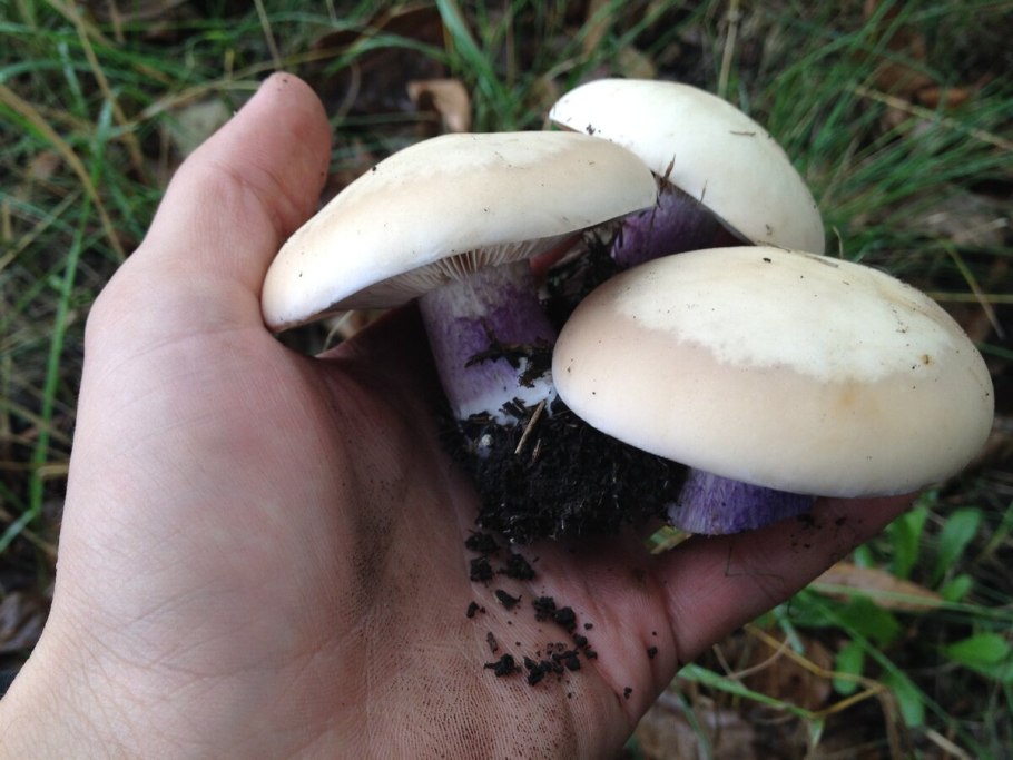 Подосиновики синеножки