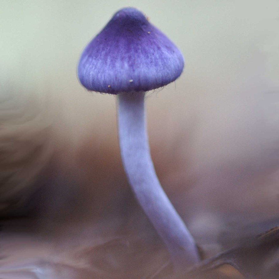 Inocybe geophylla