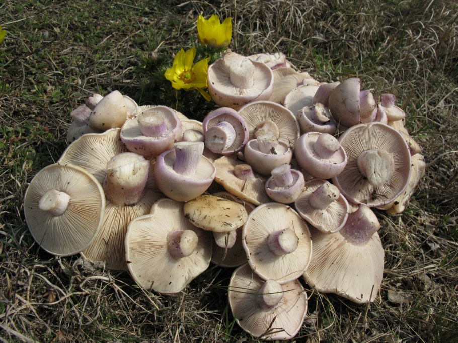 Синий корень гриб