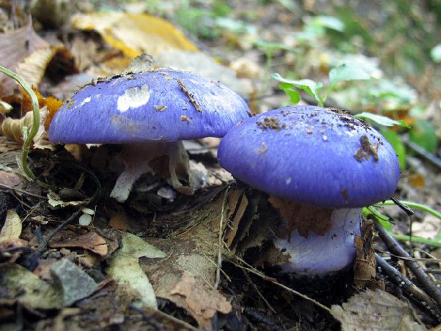 Паутинник синий