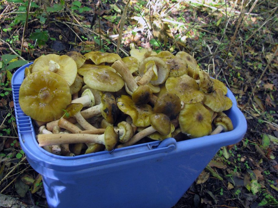 Грибы растущие в Ставропольском крае