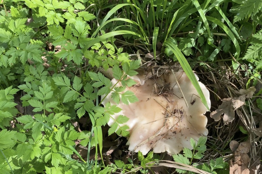 Растут ли грибы синеножки в селе Зеленогорское Белогорского района