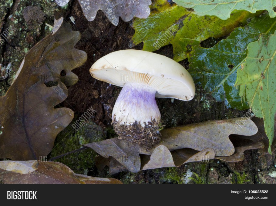 Рядовка лиловоногая съедобна ли