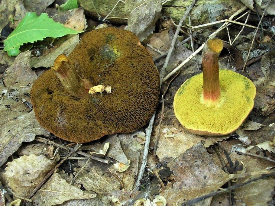 Моховик трубчатый или пластинчатый