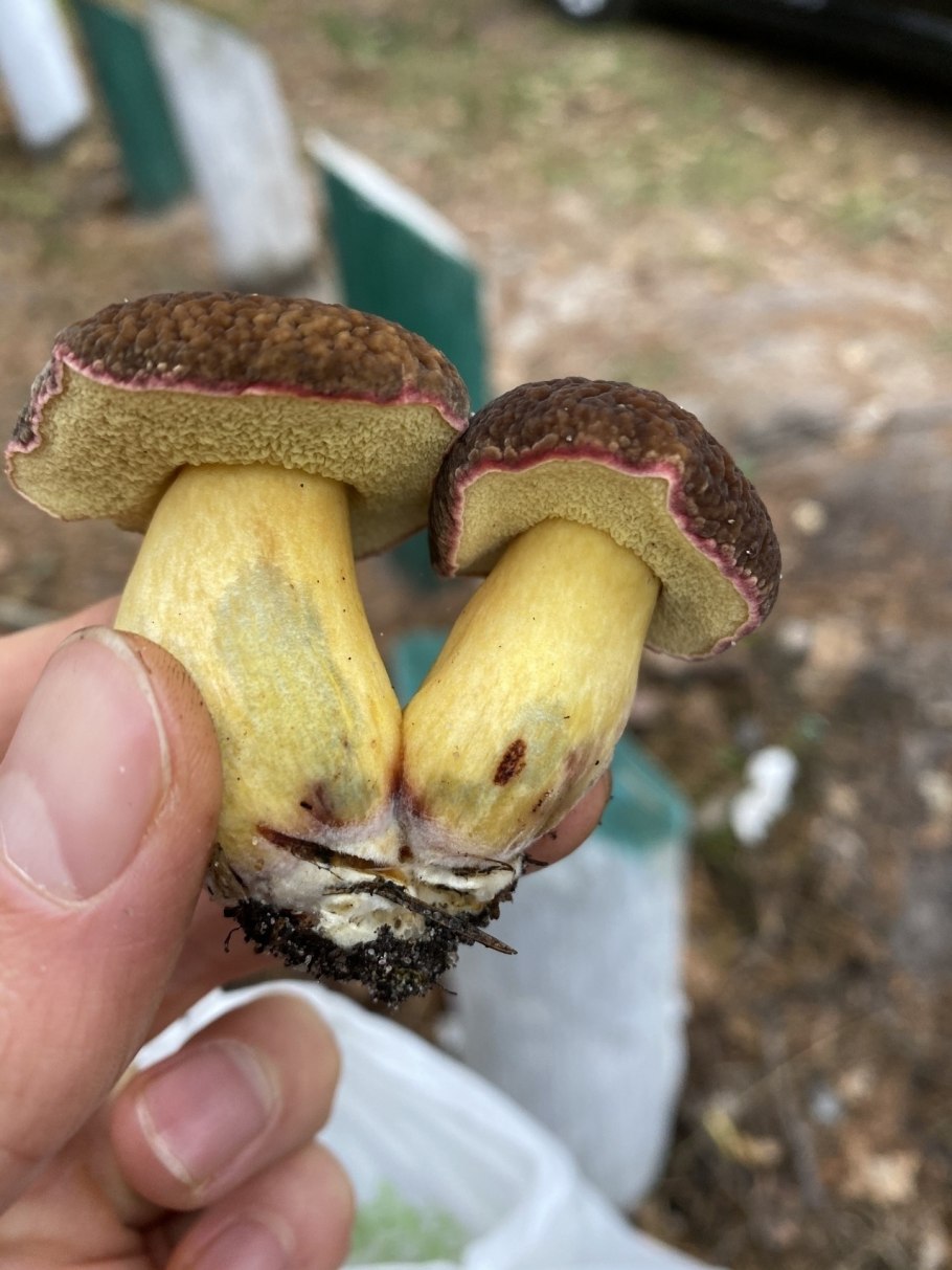 Hortiboletus rubellus