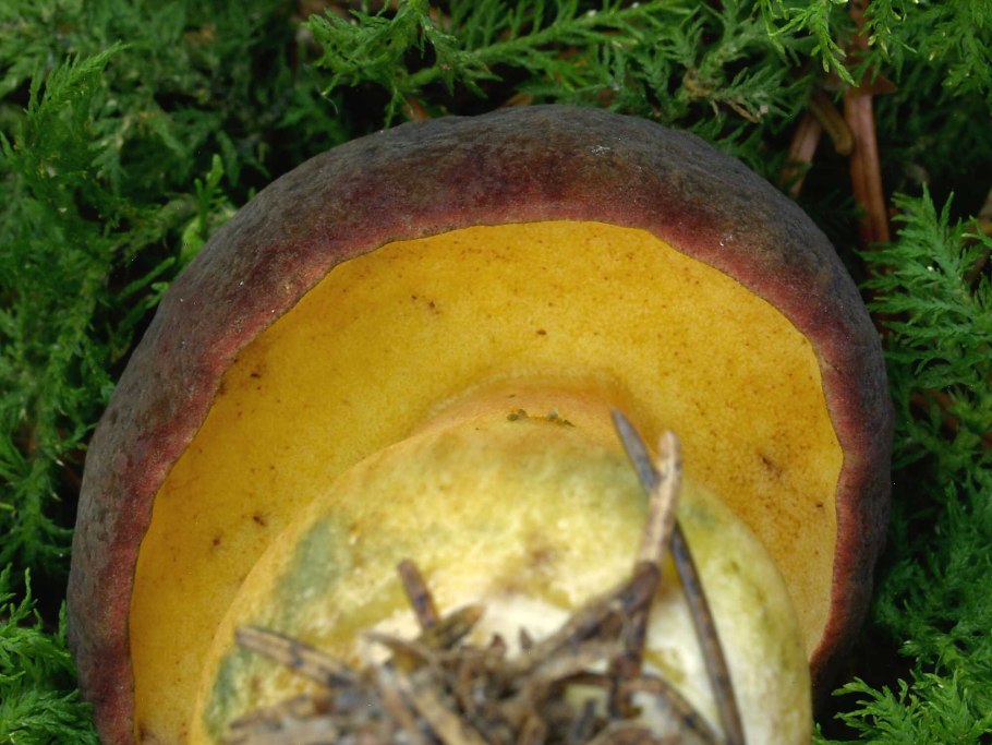 Польский гриб губка синеет