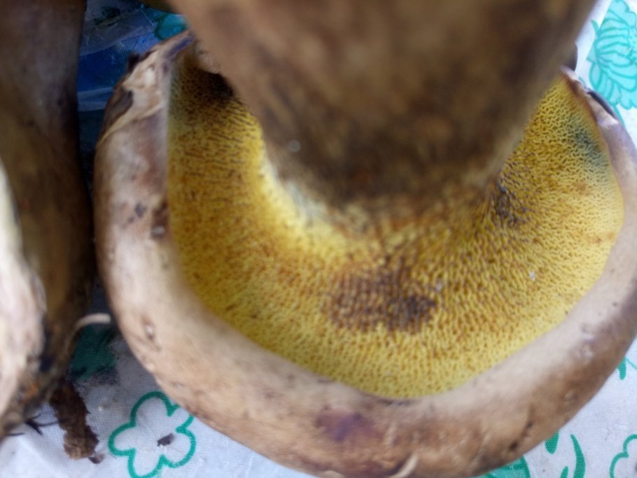 Моховик красный синеет