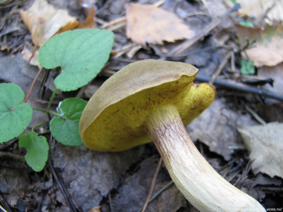 Xerocomus hortonii