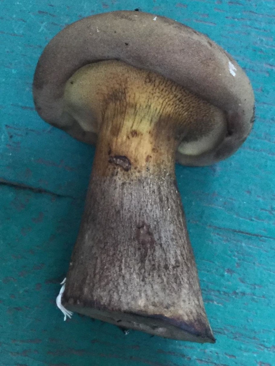 Боровик жёлтый полубелый гриб