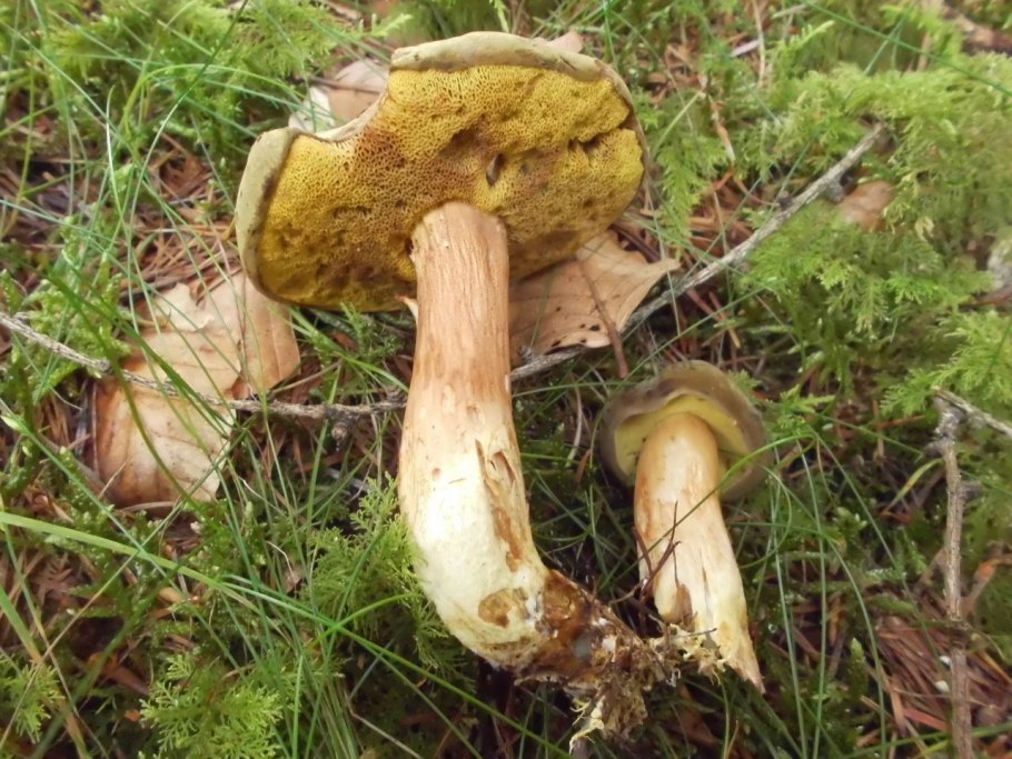 Моховик гриб