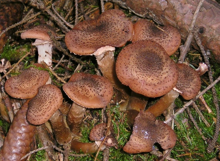 Опенок луковицеобразный (Armillaria bulbosa)