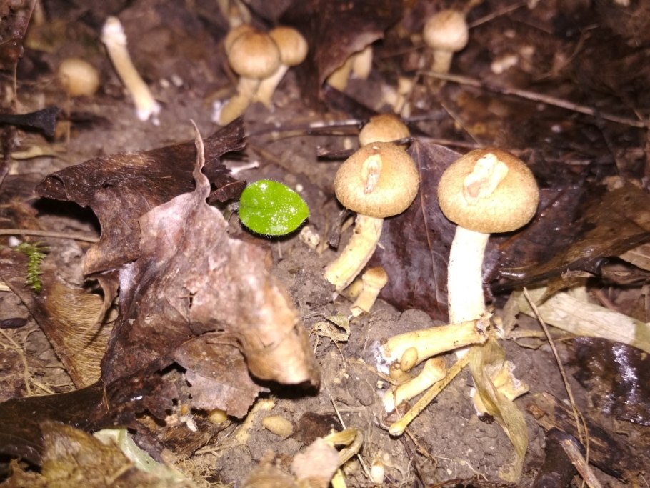 Коллибия скученная